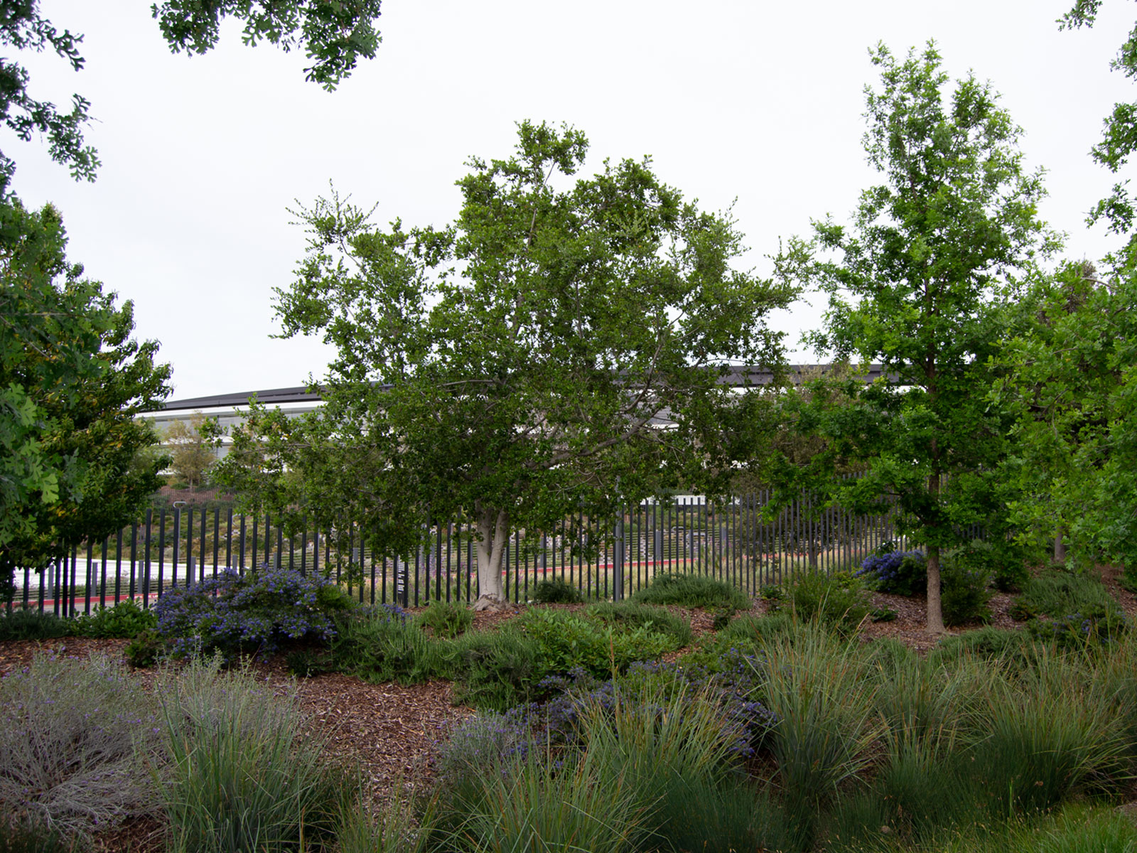 Apple Campus Landscape