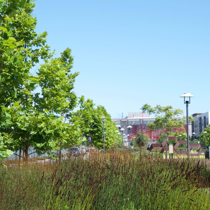 San Mateo Housing Development Landscaping